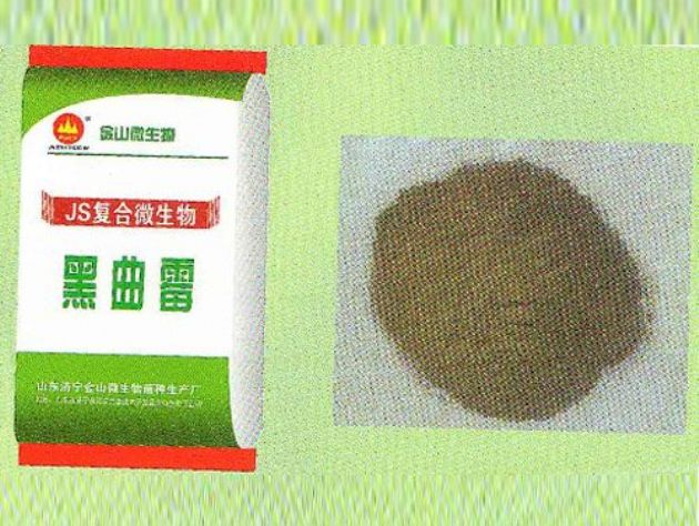 點(diǎn)擊查看詳細(xì)信息<br>標(biāo)題：黑曲霉 閱讀次數(shù)：2101