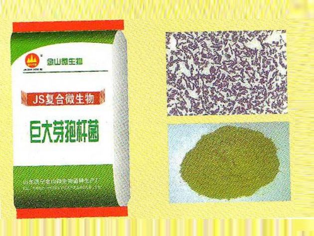 點(diǎn)擊查看詳細(xì)信息<br>標(biāo)題：巨大芽孢桿菌 閱讀次數(shù)：1973